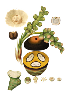 Borassus flabellifer Palmyra Palm Borassus flabellifer Palmyra Palm